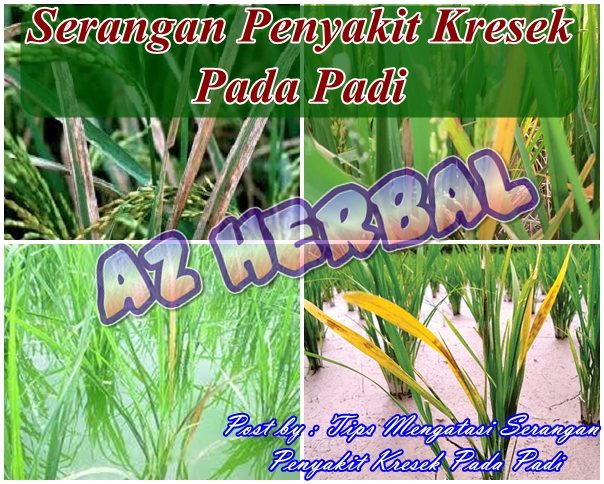 Tips Mengatasi Serangan Penyakit Kresek Pada Padi