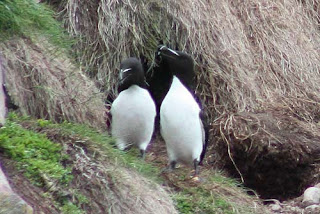 Razorbill and Razorbob Hang Out.