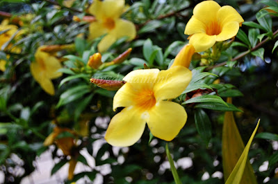 Simplymarrimye's Yellow is the Color of MIND and Intellect / Golden Trumpet (Allamanda Cathartica) - image 5