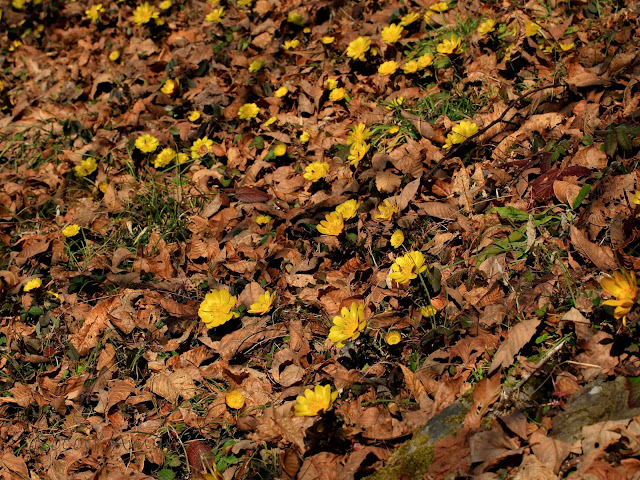 Adonis multiflola