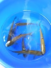 釣り 解禁 At 飯能河原 Vaiwatt Official Blog