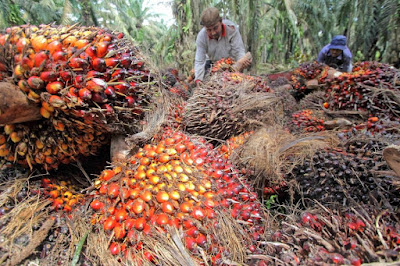 Lahan Kelapa Sawit