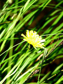 Detalle naturaleza