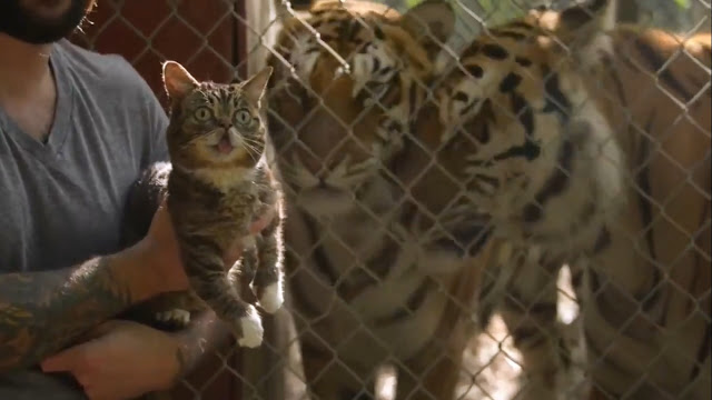 VIDEO Ekspresi  Kucing Saat Bertemu Harimau  Pertama Kalinya