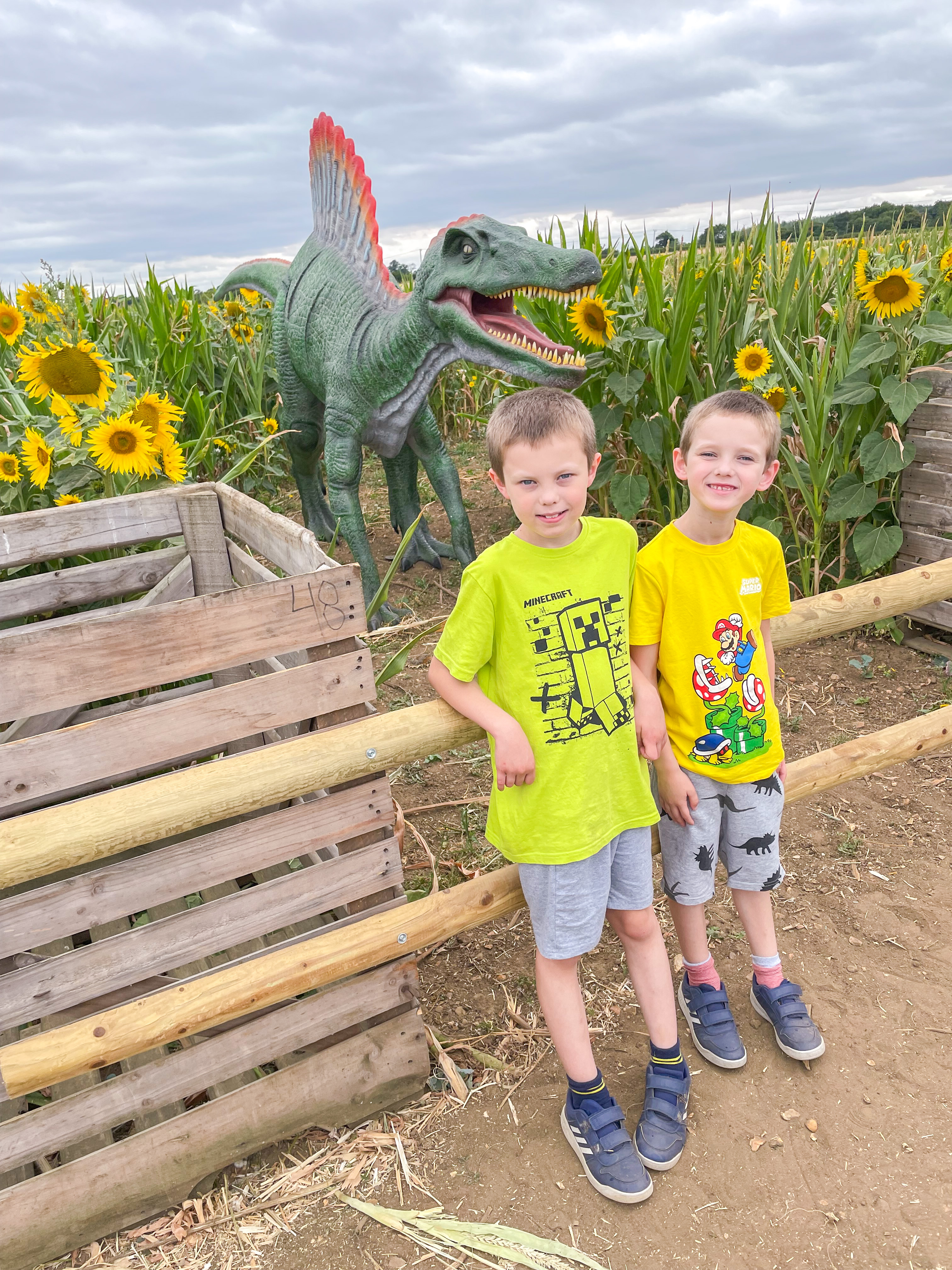 sunflower field Milton Keynes, sunflowers mk, wildflower field mk, the patch mk sunflowers, the patch mk review,