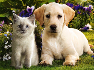 Kitten and Puppy