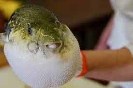 Pufferfish