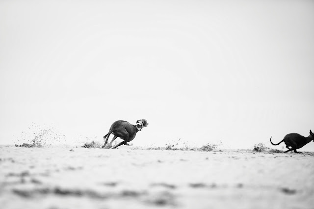 Sighthound & whippet pet portrait shoot at West Witterings Beach, Sussex