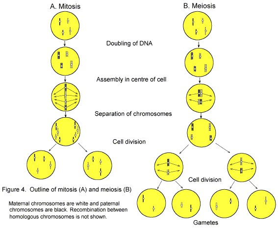 [mitosis+and+meiosis]