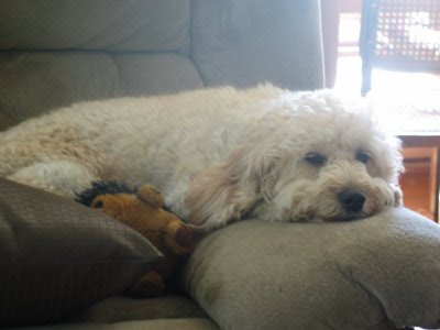 goldendoodle puppies for sale in michigan. Miniature doberman puppies for