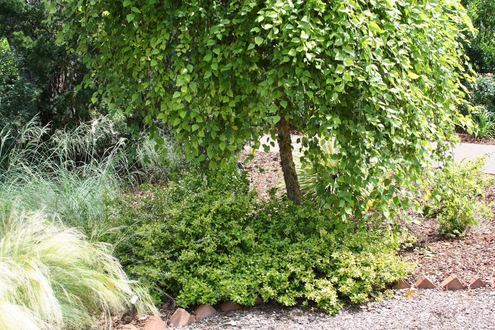 Image of Abelia schumannii in a pollinator garden