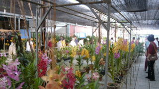 rows of orchid for sale