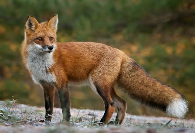Red Fox Hunting in Albania allowed for 40 days starting from December 10