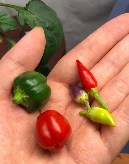 My hand holding two varieties of peppers. The red and green bell-shaped peppers are each one inch long. The pointed red, yellow, and purple peppers are each less than half an inch long.