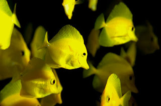 Yellow Tang Fish pictures