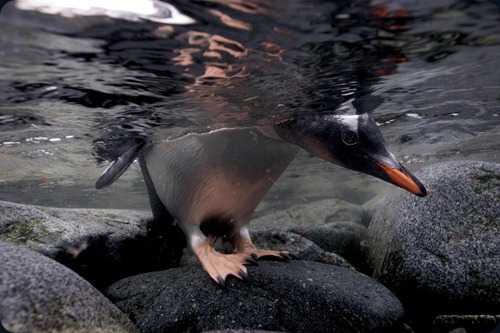 Leopard Seal Story