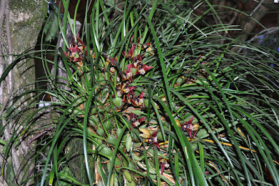 Maxillaria tenuifolia care and culture