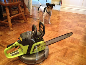 funny animal pictures, dog and vacuum cleaner