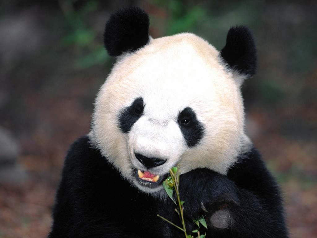 Free Cool Wallpapers: giant panda