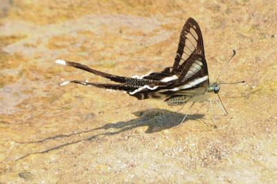 White Dragontail (Lamproptera curius)