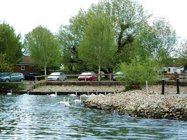 Swans swans near Staines