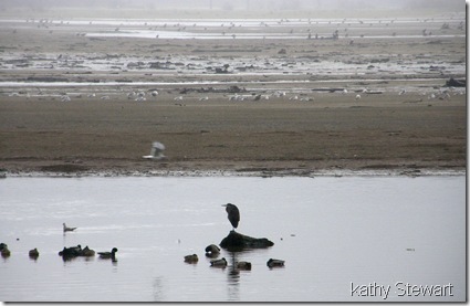 Heron, Mallard and activity on the flats