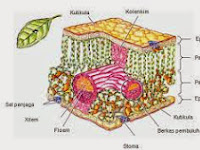 Organ-organ Pada Tumbuhan Beserta Fungsinya