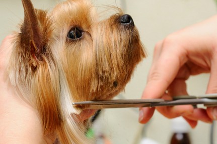 Dog Health and Grooming - Simple Steps for a Healthy Dog