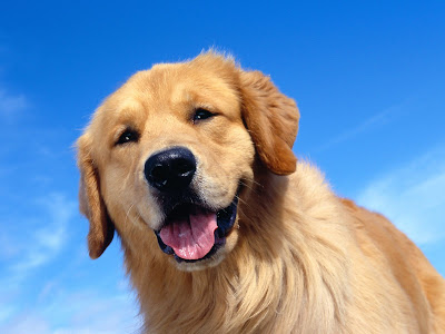 Golden Retriever Dog