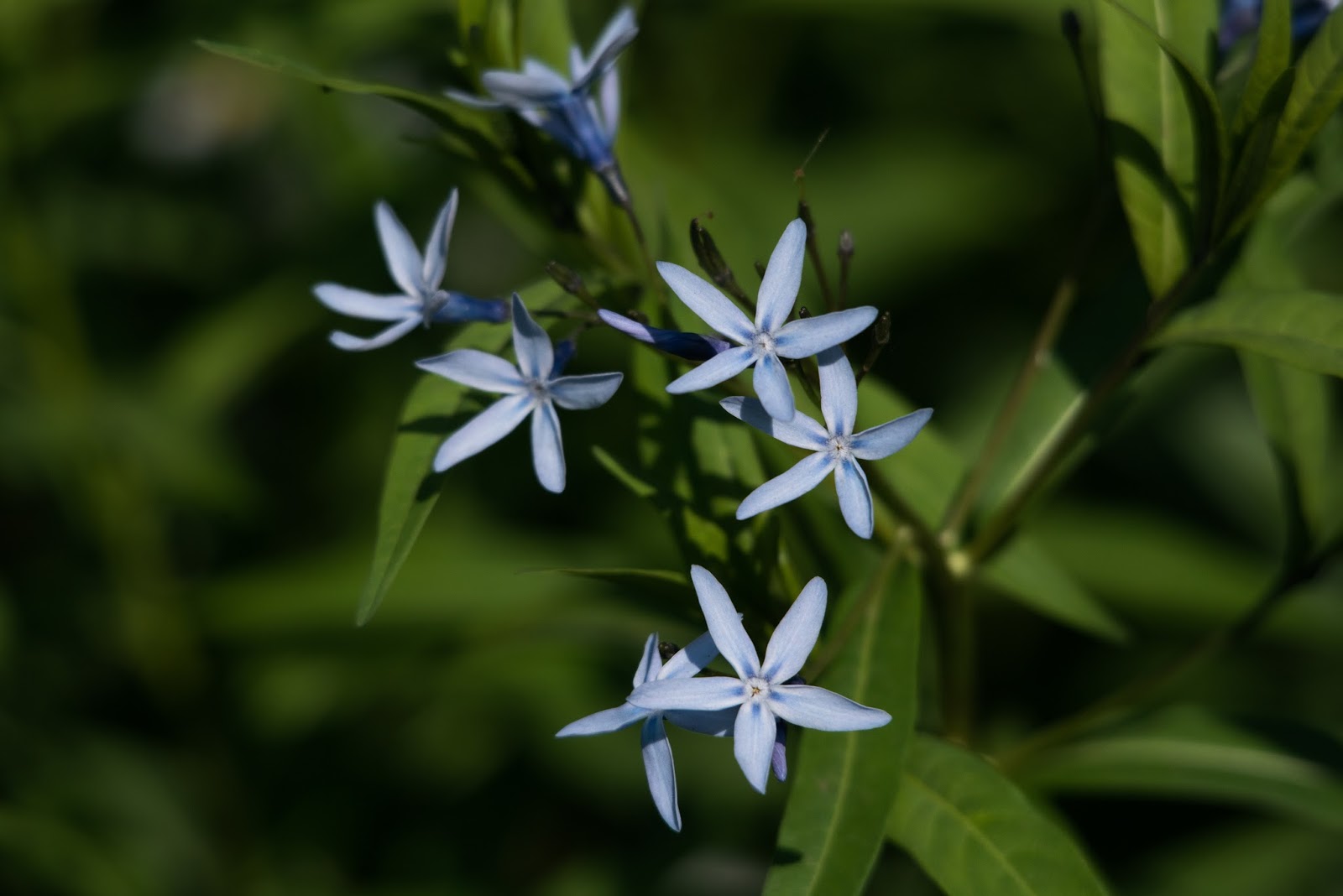 Flower Gallery Japanese Bluestar チョウジソウ 丁字草 Amsonia Elliptica