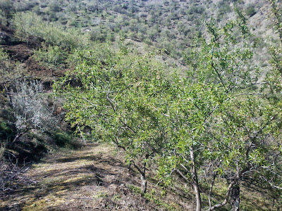 almendros