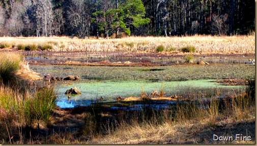 harris neck nwr_076