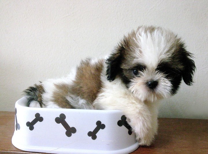 Funny Shih Tzu Puppies 2013 Photography
