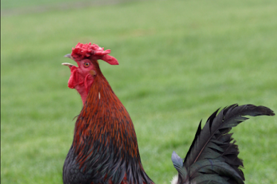 Derbyshire Redcap