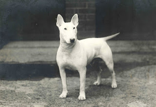 White ghost dog