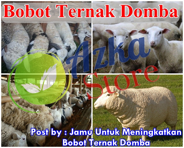 Jamu Untuk Meningkatkan Bobot Ternak Domba