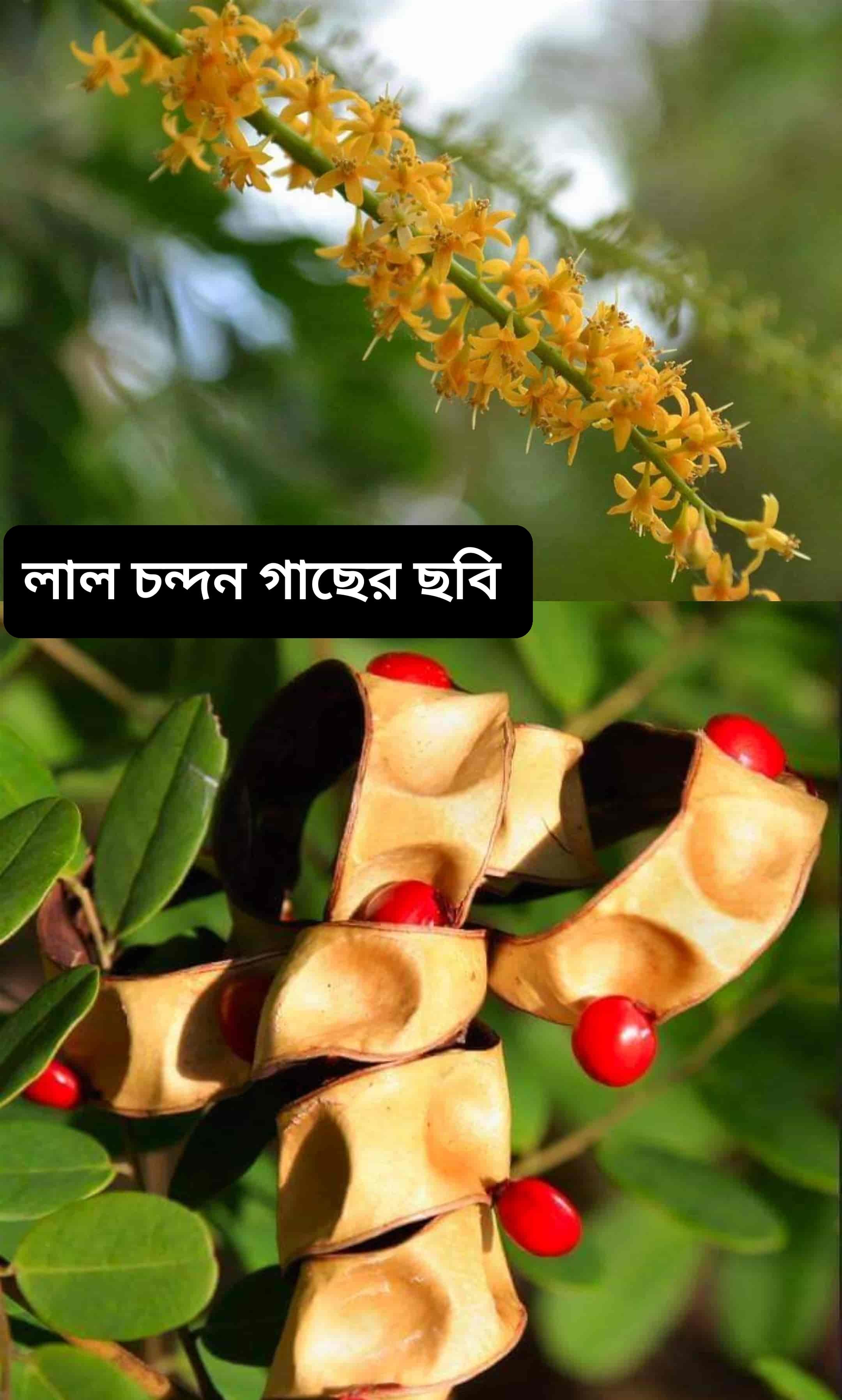 লাল চন্দন গাছ চেনার উপায় - লাল চন্দন গাছের ছবি