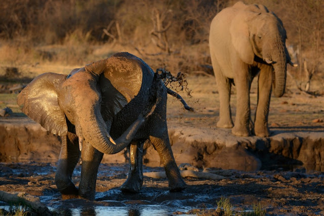 The African bush elephant only sleeps for two hours per day. Amazing WTF Facts.