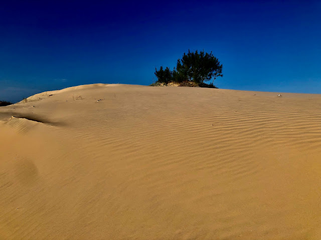 A foto mostra uma montanha de areia é a duna movediça e no topo uma árvore a ser soterrada em breve.