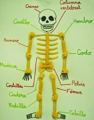 Esqueleto humano a base de fideos