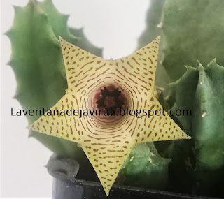 cuidados-huernia-thuretii