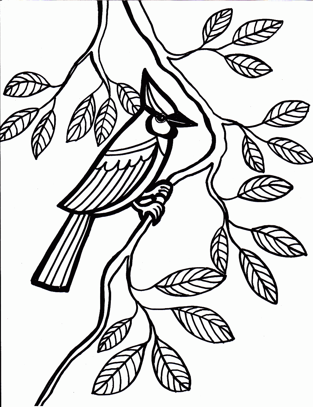 Bird Coloring Pages