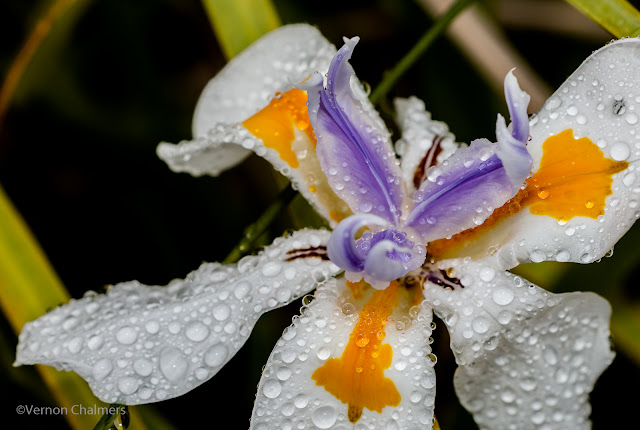 Canon EOS 70D / EF 100mm f/2.8 Macro USM Lens Cape Town