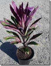 Cordyline Purple Prince -1