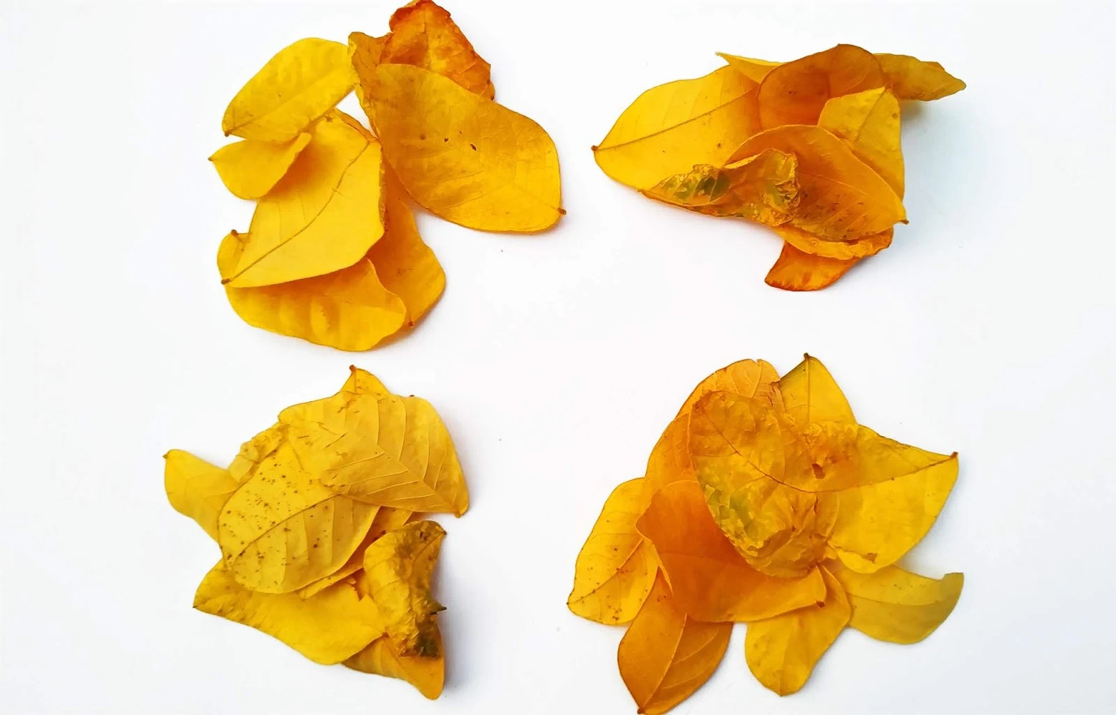 beautiful yellow leaves on white background