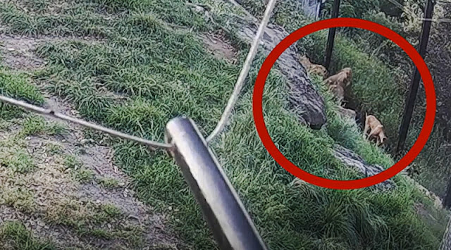 Video shows how lions escaped Taronga Zoo, in Sydney, Australia