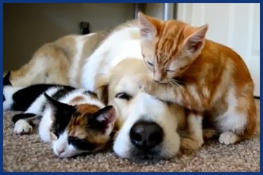 Süßer Hund schläft mit Katzen
