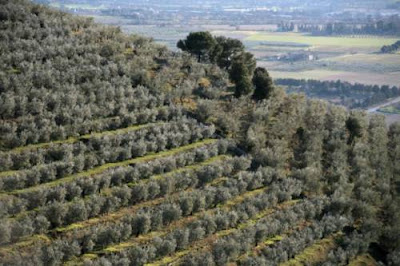 huile d'olive, Etna