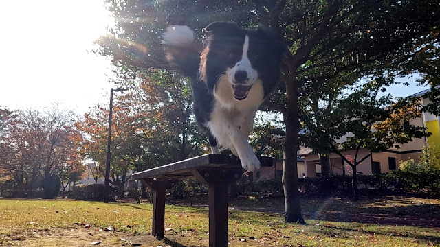 保護犬 ボーダーコリー トーマ