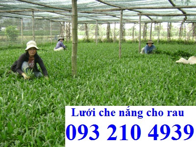 Trồng rau mùi tàu trong nhà lưới che nắng